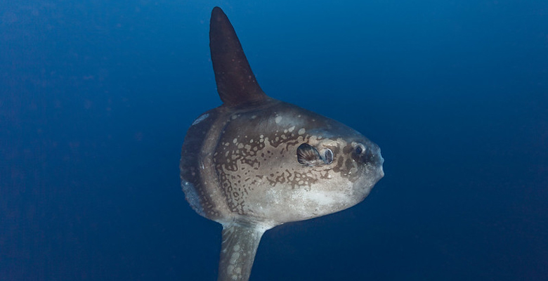 SeaKeepers program opportunities are focusing on ocean sunfish