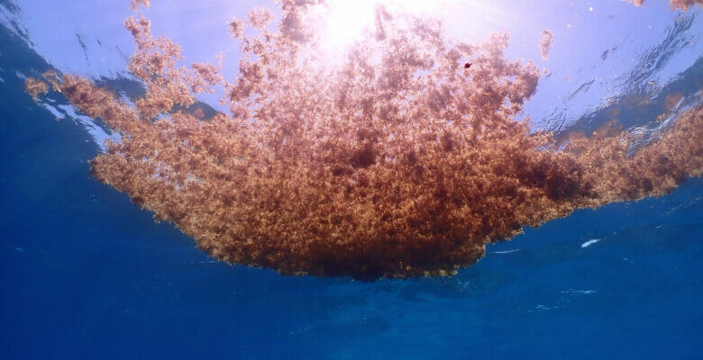 collect sargassum samples with SeaKeepers