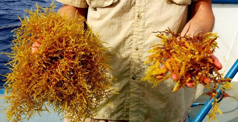 collect sargassum samples with SeaKeepers