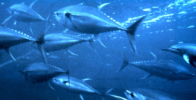 SeaKeepers program opportunities include tuna research